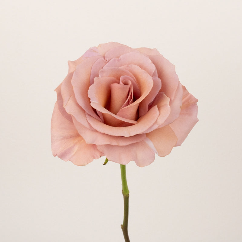 Moab Novelty Rose Stem - Image
