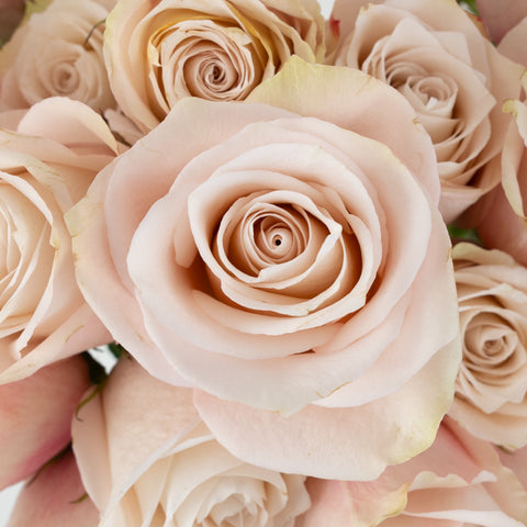 Lady Eva Novelty Rose Close Up - Image