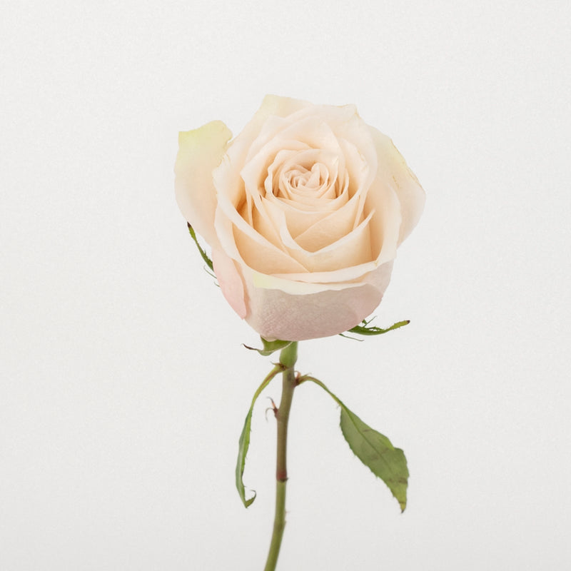 Lady Eva Novelty Rose Stem - Image