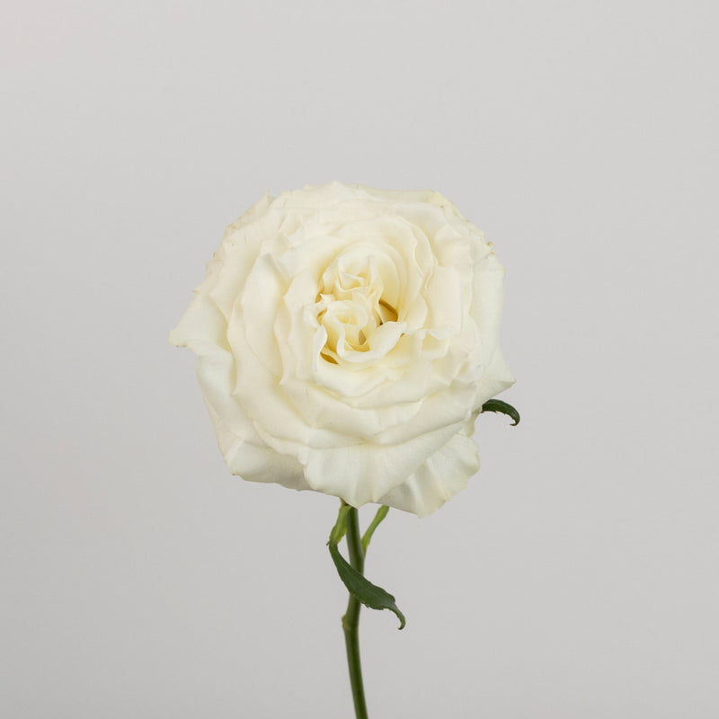 Aspen White Novelty Rose Stem - Image