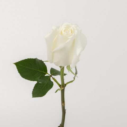 Tundra Creamy White Rose Stem - Image