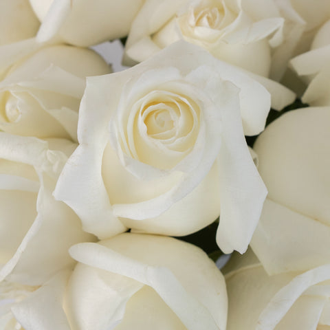 Tundra Creamy White Rose Stem - Image