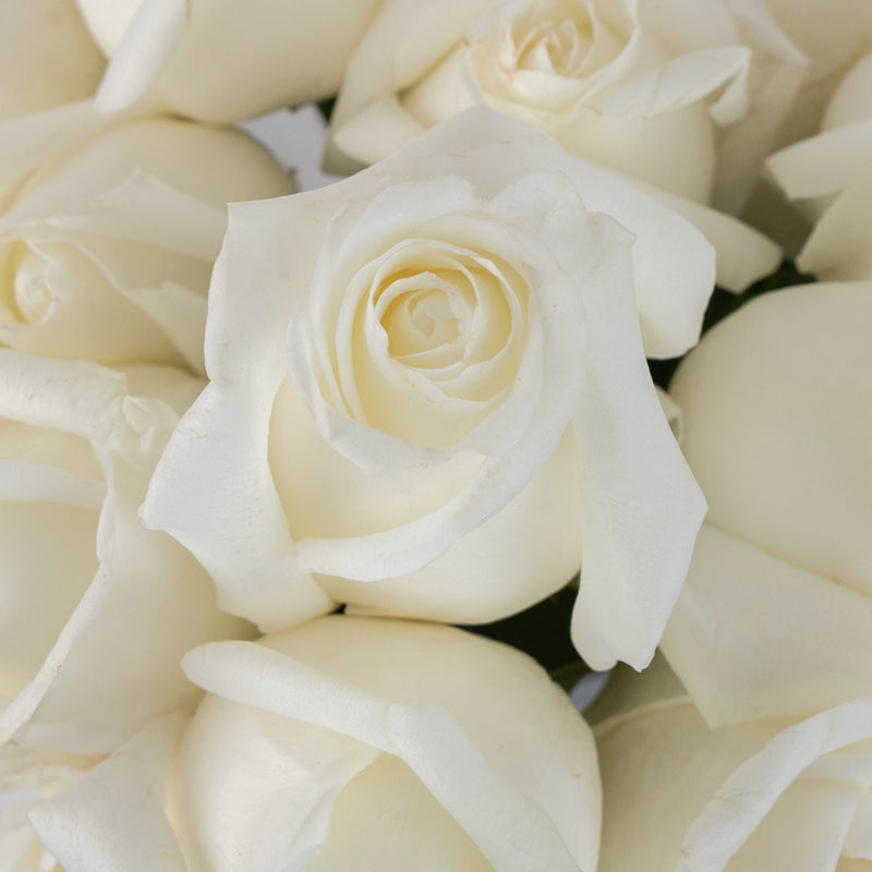 Tundra Creamy White Rose Stem - Image