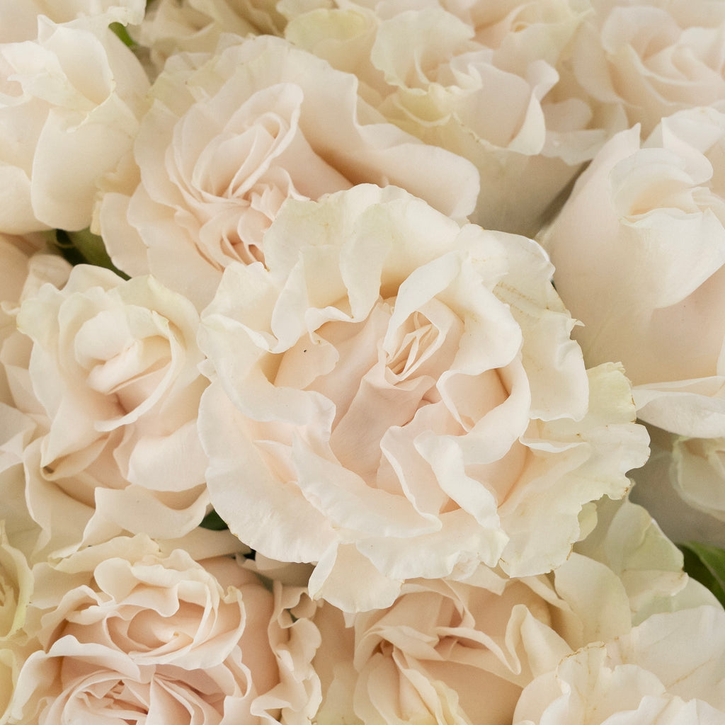 cotton rose Buy Wholesale Cotton X-Pression Garden Rose in Bulk - FiftyFlowers