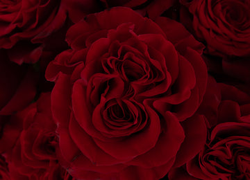 Red Heart Garden Rose Close Up - Image