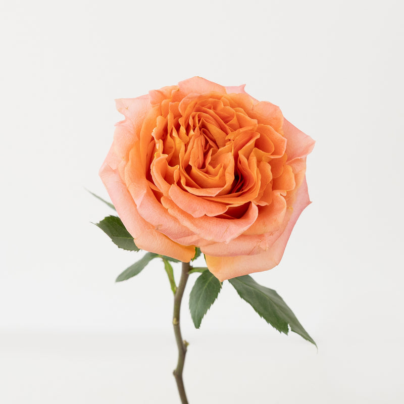 Apricot Blend Garden Rose Stem - Image