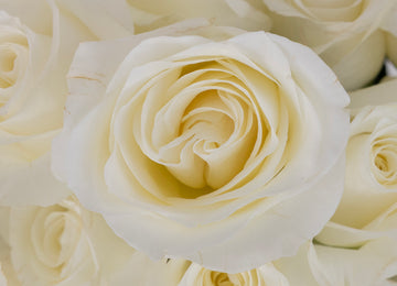 Akito White Bulk Rose Close Up - Image