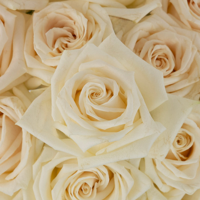 Soul White Novelty Rose Close Up - Image