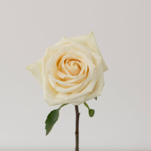 Soul White Novelty Rose Stem - Image
