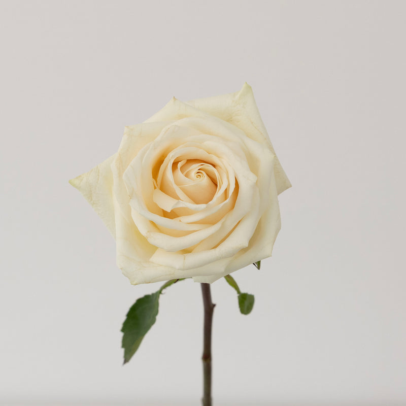 Soul White Novelty Rose Stem - Image