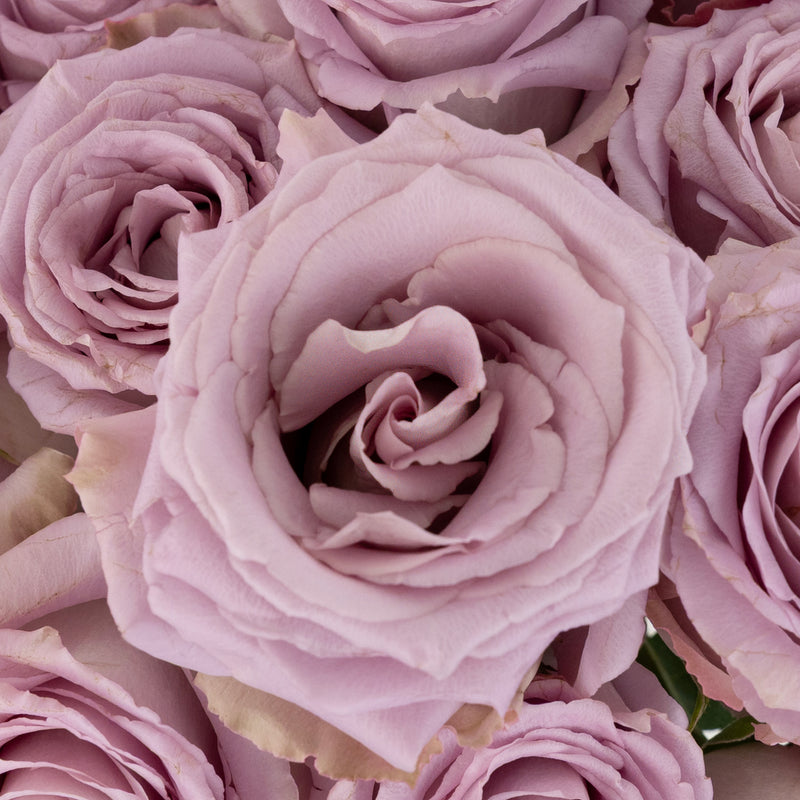 Lavender Cooldown Novelty Rose Close Up - Image