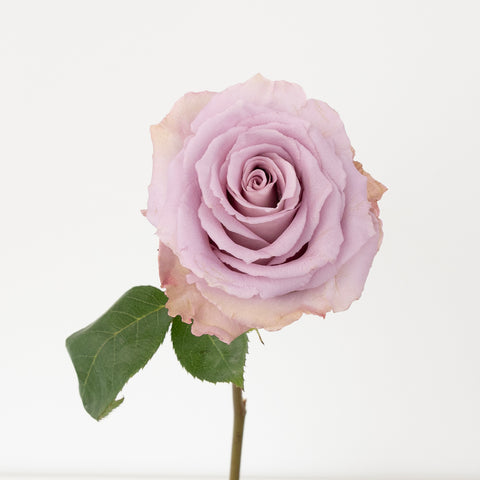 Lavender Cooldown Novelty Rose Stem - Image