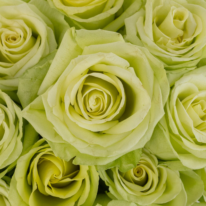 Green Romance Novelty Rose Close Up - Image