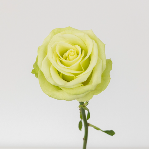 Green Romance Novelty Rose Stem - Image