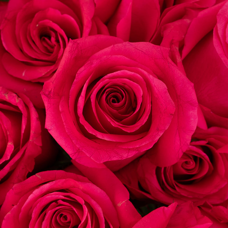 Hot Shot Rose Novelty Rose Close Up - Image