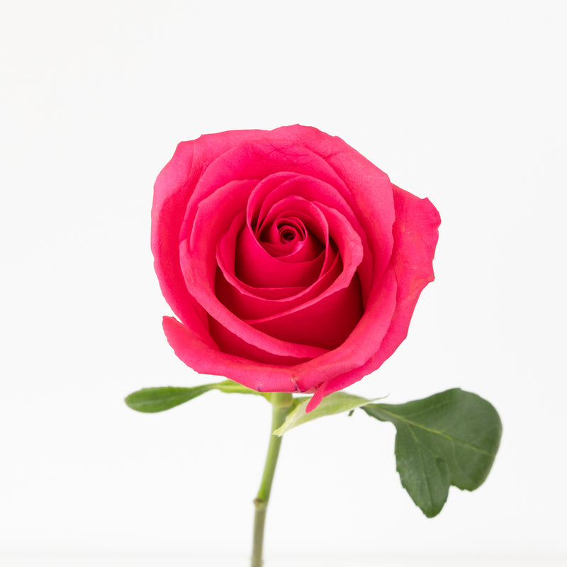Hot Shot Rose Novelty Rose Stem - Image