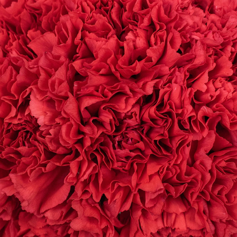 50 Carnations For Mother's Day Apron - Image