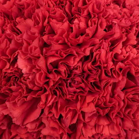 Wholesale Bulk Carnations 50 Stems Your Colors Apron - Image