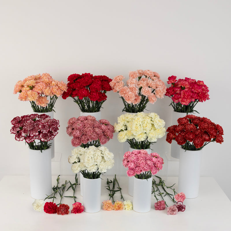 Wholesale Bulk Carnations 350 Stems Your Colors Close Up - Image