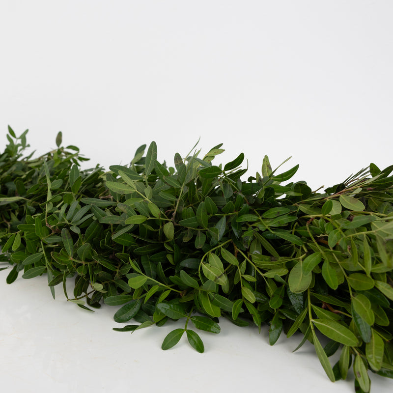 Pistachia Green Garland Stem - Image