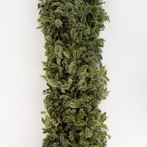 Variegated Pistachia Garland Close Up - Image