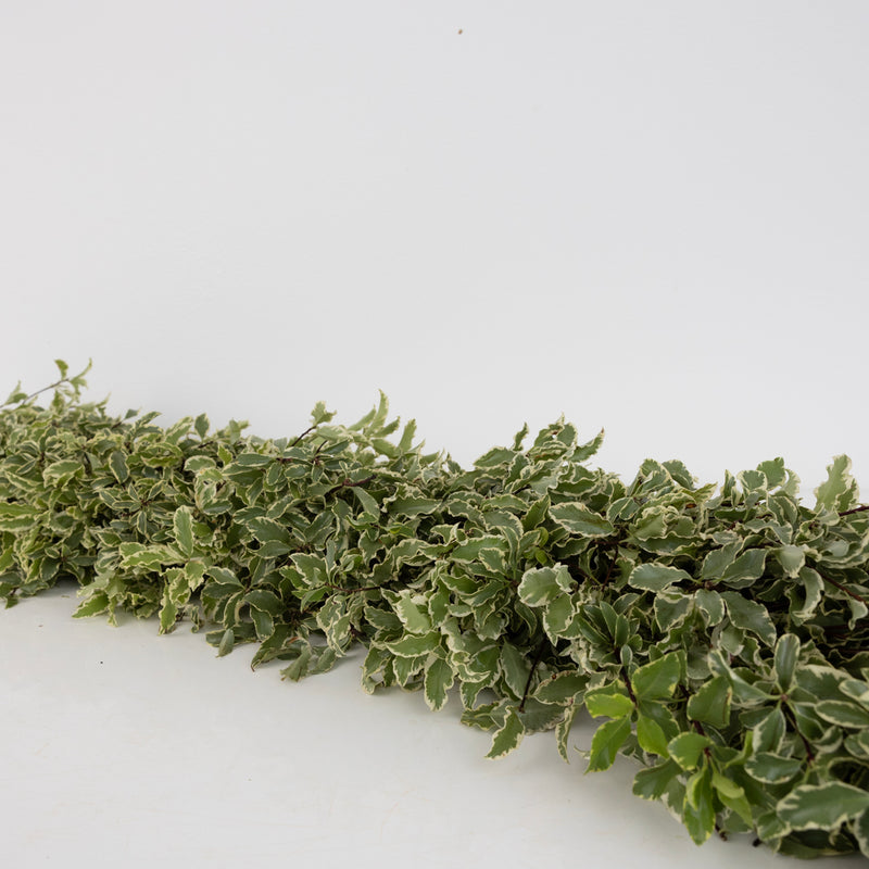 Variegated Pistachia Garland Vase - Image
