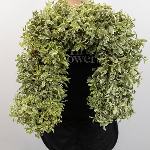 Variegated Pistachia Garland Apron - Image
