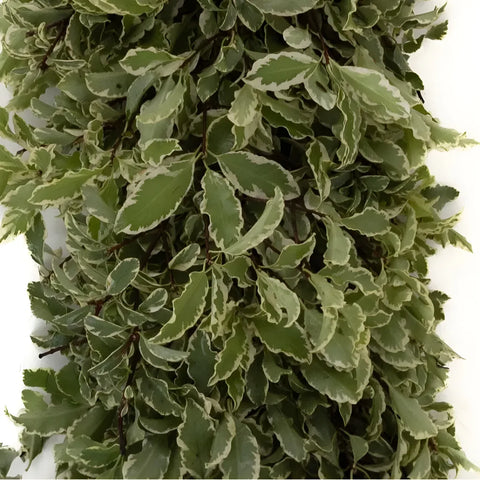 Variegated Pistachia Garland Apron - Image