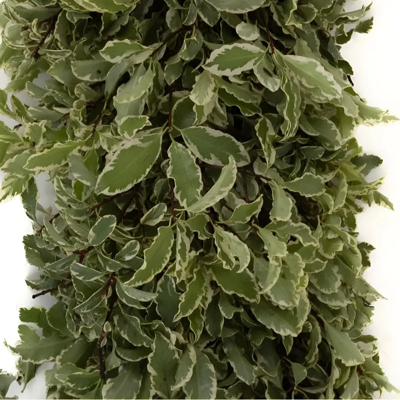 Variegated Pistachia Garland Apron - Image