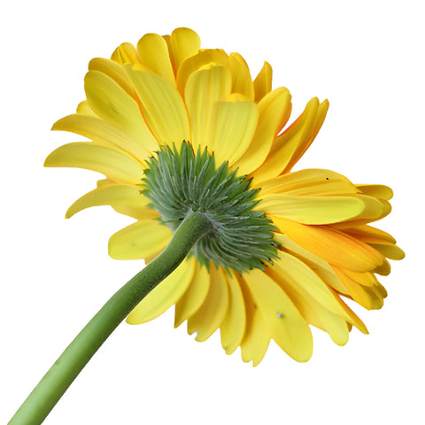 Bright Sunflower Gerbera Daisies