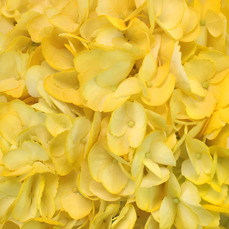 Bright Yellow Airbrushed Hydrangea Wholesale Flower Up close