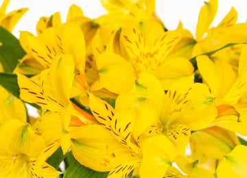 Bright Yellow Alstroemeria Flower Close Up - Image