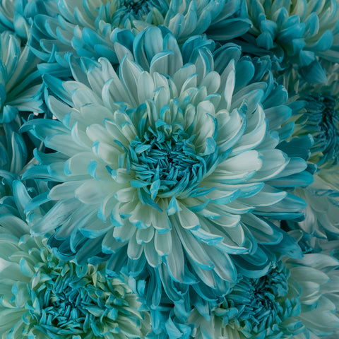 Light Blue Tinted Wedding Cremon Mum Close Up - Image