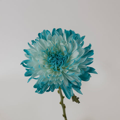 Light Blue Tinted Wedding Cremon Mum Stem - Image
