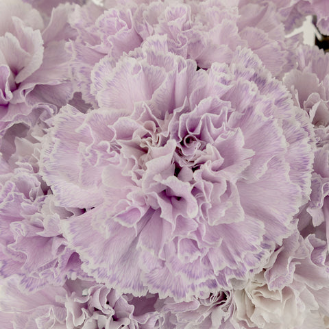 Dusty Lavender Tinted Carnation Flowers Stem - Image