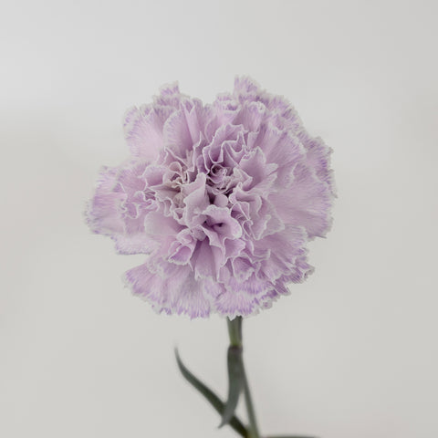 Dusty Lavender Tinted Carnation Flowers Vase - Image