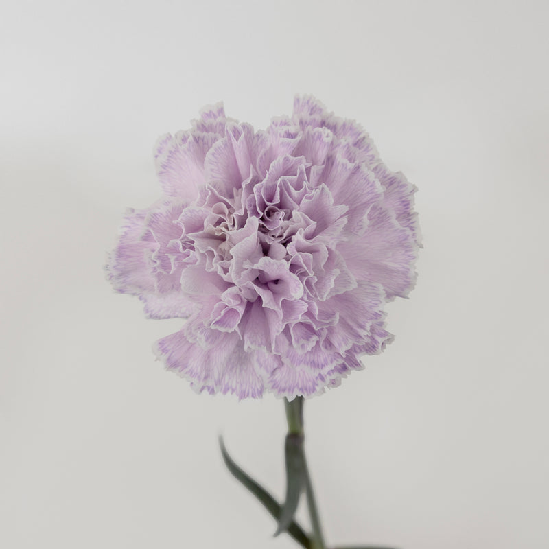 Dusty Lavender Tinted Carnation Flowers Vase - Image