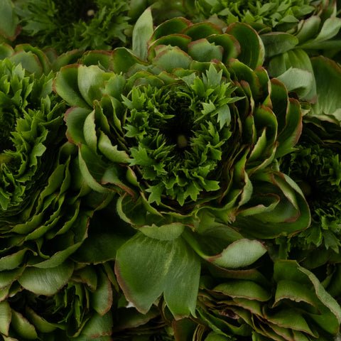 Organic Green Cloony Ranunculus Close Up - Image