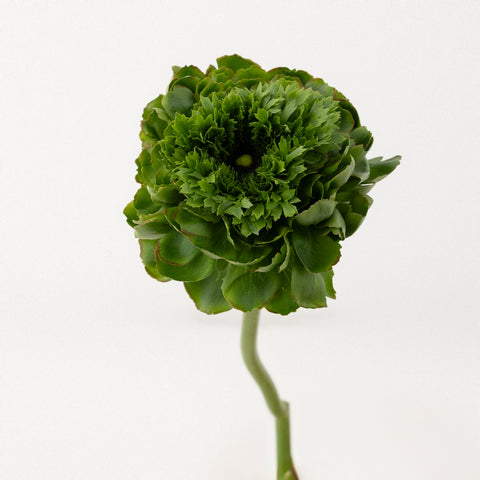Organic Green Cloony Ranunculus Stem - Image