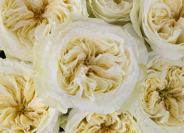 Creamy Ivory Peony Rose Close Up - Image