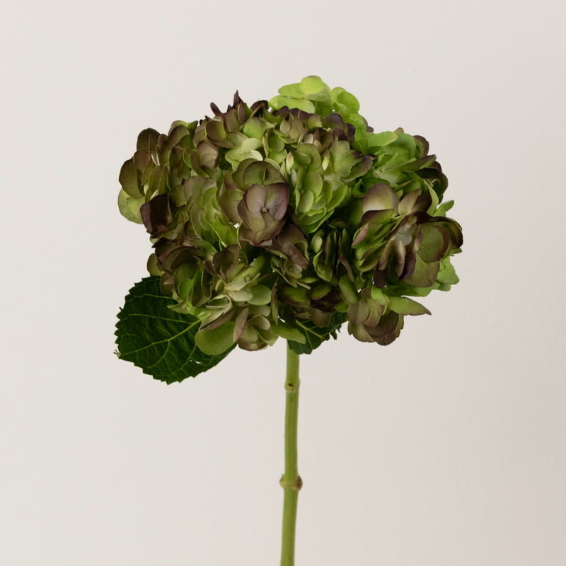 Antique Airbrushed Hydrangea Flower Stem - Image