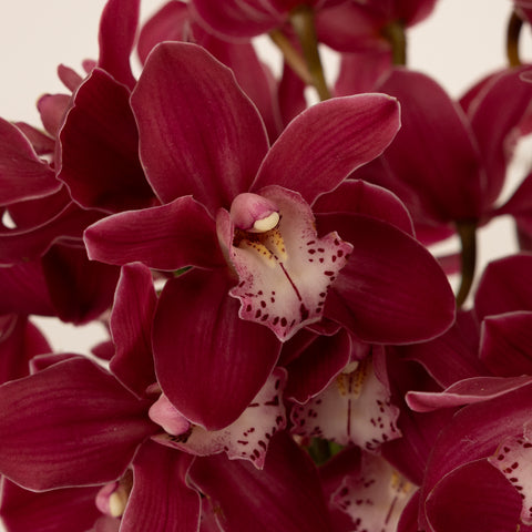 Exotic Rose Mini Cymbidium Orchid Close Up - Image