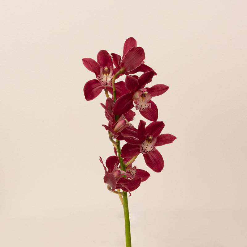 Exotic Rose Mini Cymbidium Orchid Stem - Image