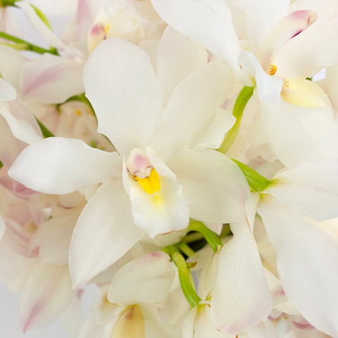 Creamy Blush Mini Cymbidium Orchids Close Up - Image