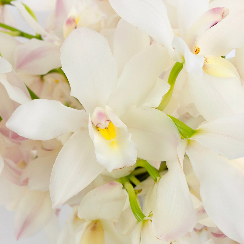 Creamy Blush Mini Cymbidium Orchids Close Up - Image