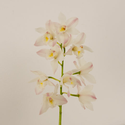 Creamy Blush Mini Cymbidium Orchids Stem - Image