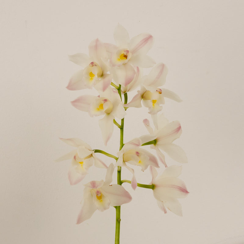 Creamy Blush Mini Cymbidium Orchids Stem - Image