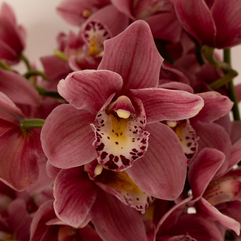 Rosey Wine Mini Cymbidium Orchid Close Up - Image