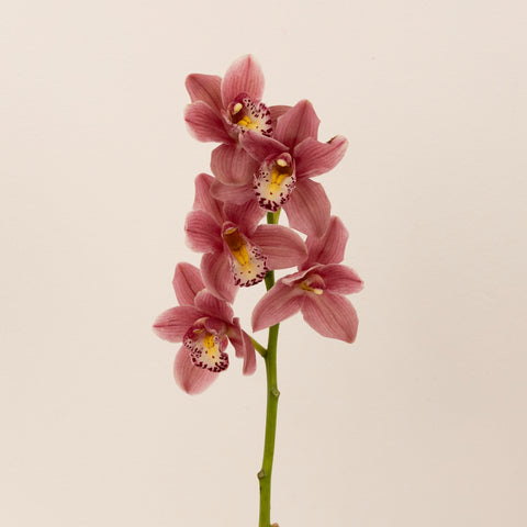 Rosey Wine Mini Cymbidium Orchid Stem - Image