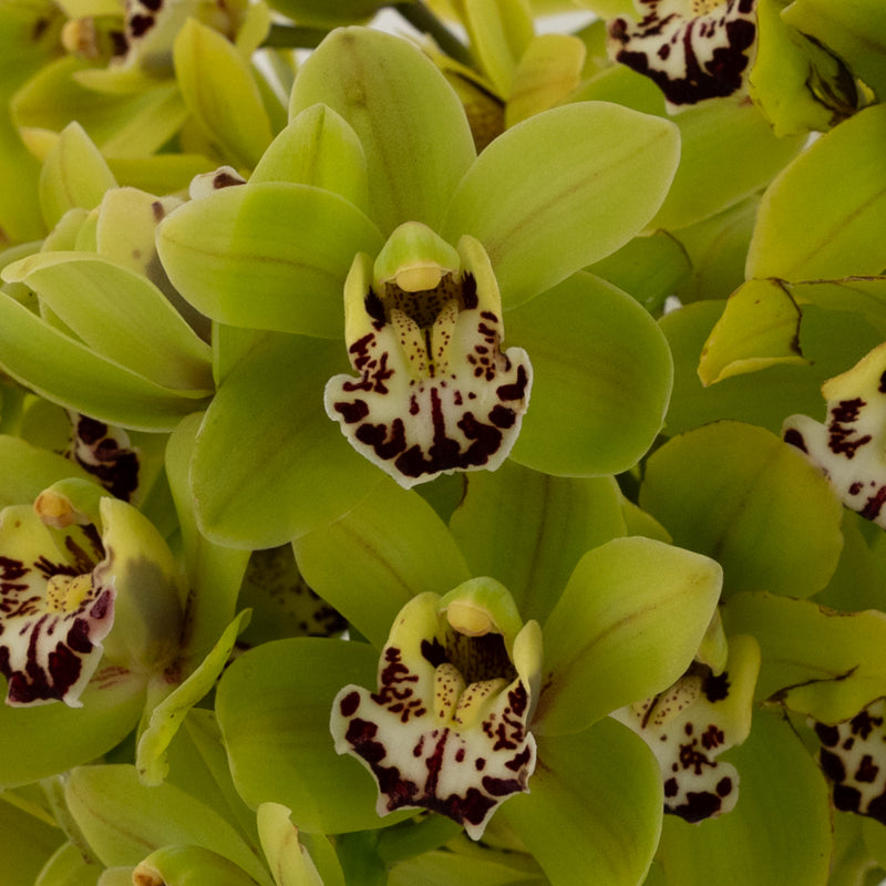 Sassy Green Mini Cymbidium Orchids Close Up - Image